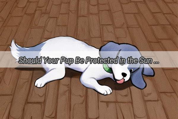 Should Your Pup Be Protected in the Sun The Truth Behind Dog Sun Protection